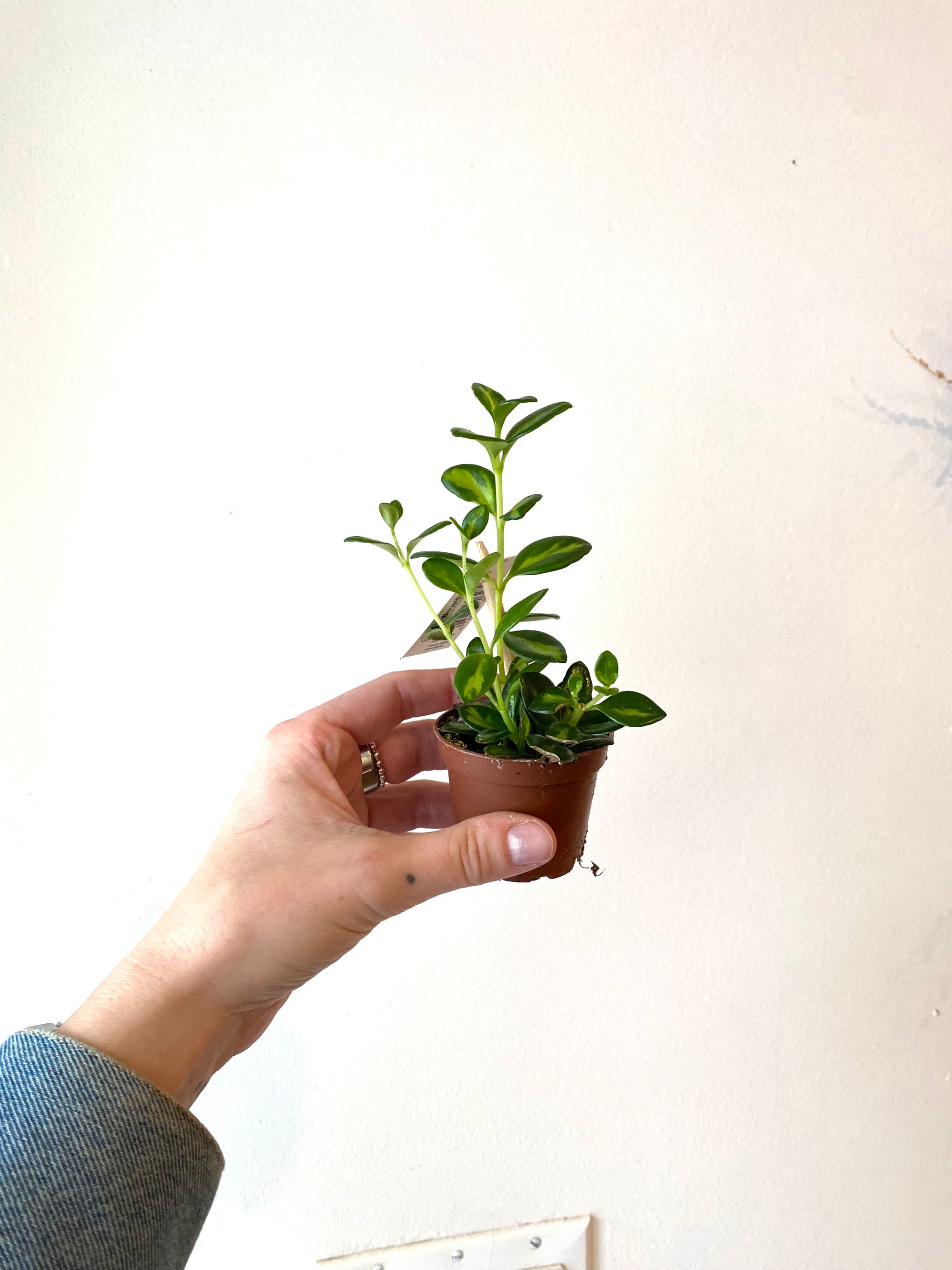 Tropical Plant - Tiny